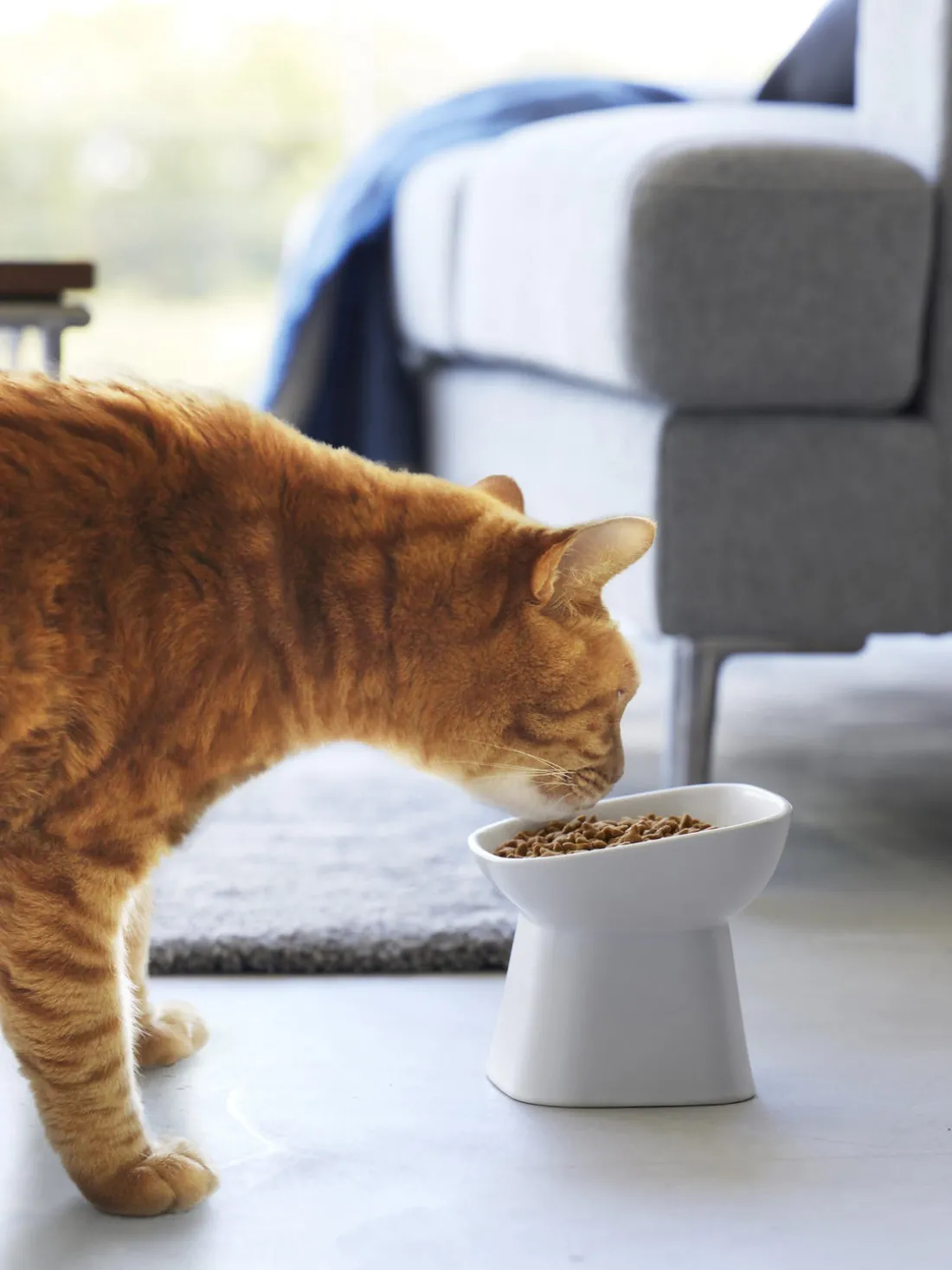 Cuenco de mascotas de cerámica Tower