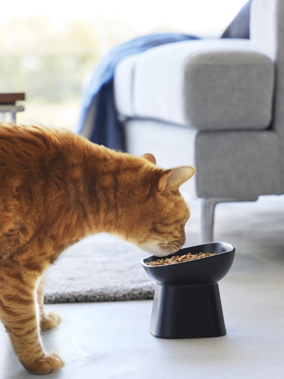 Cuenco de mascotas de cerámica Tower