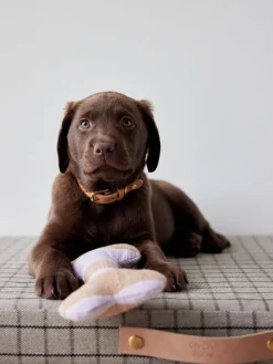 Juguete hueso para perros Ashi, tamaños diferentes