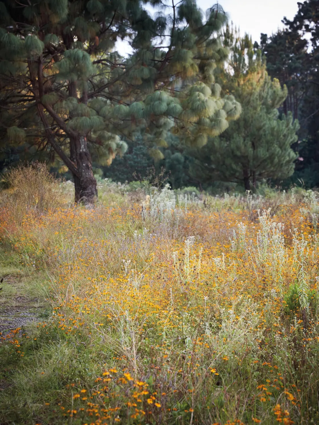 Libro ilustrado The Artistry of Flowers