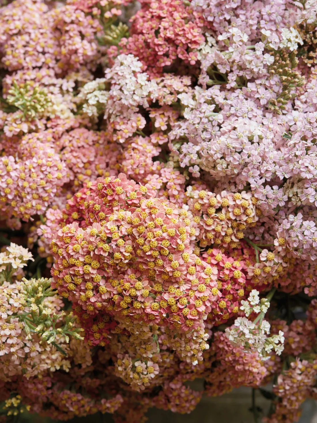 Libro ilustrado The Artistry of Flowers