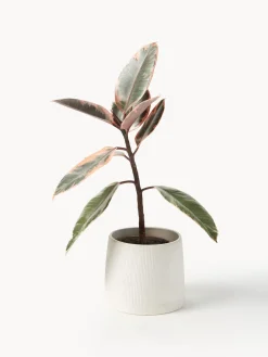 Macetero Benedita, 13 cm