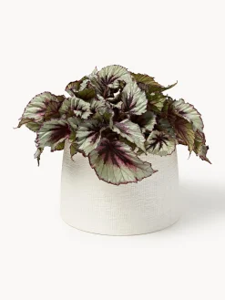 Macetero Benedita, 17 cm