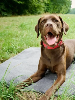 Manta acolchada para mascotas antideslizante Teddy, tamaños diferentes