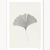 Póster Grinkgo Leaf
